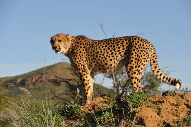 Cheetah