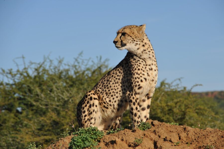Cheetah