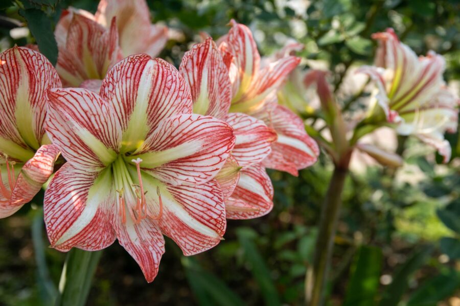 Close up of Pink Barbados Lilies