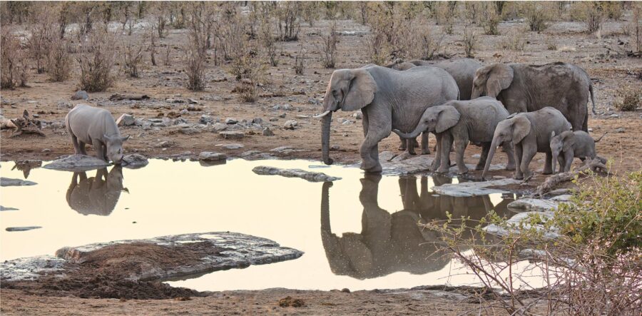 Elephants Near Body of Water