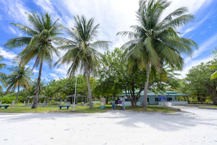 Green Palm Tree Near White and Blue House Under Blue Sky
