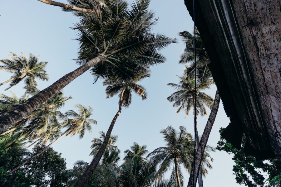 Green Palm Tree Under Blue Sky