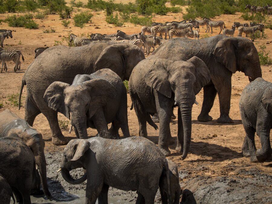 Group of Elephants Walking on Brown Soil