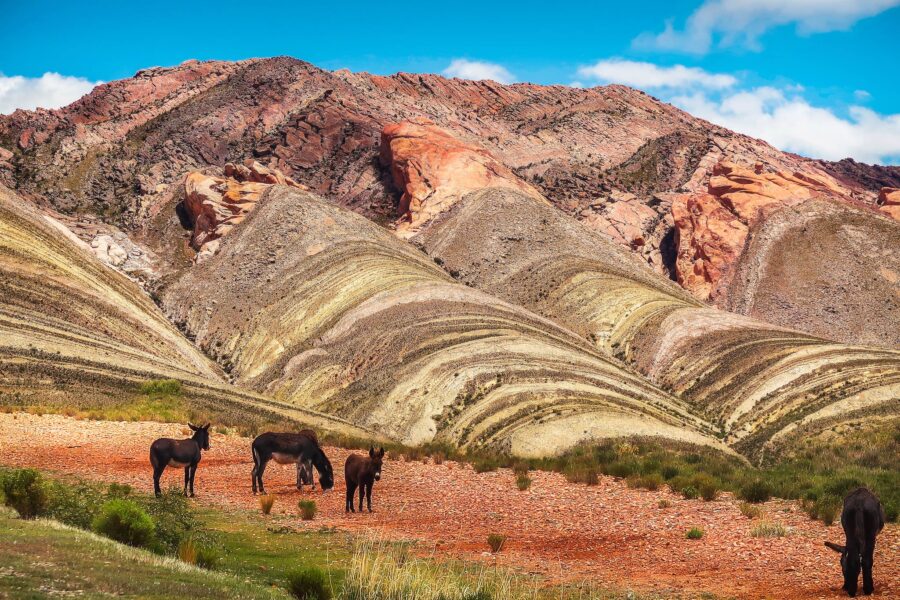 Herd of mules grazing on pasture near amazing colored mountains in Quebrada de Humahuaca rainbow valley located in Argentina on sunny day