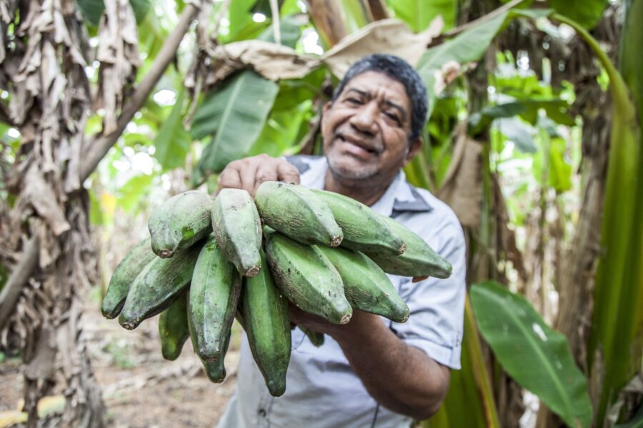 Man in White Button Up Shirt Holding Green Bananas