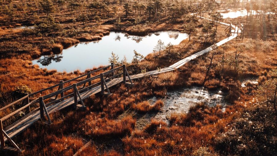 Moody swamp walk in sunrise