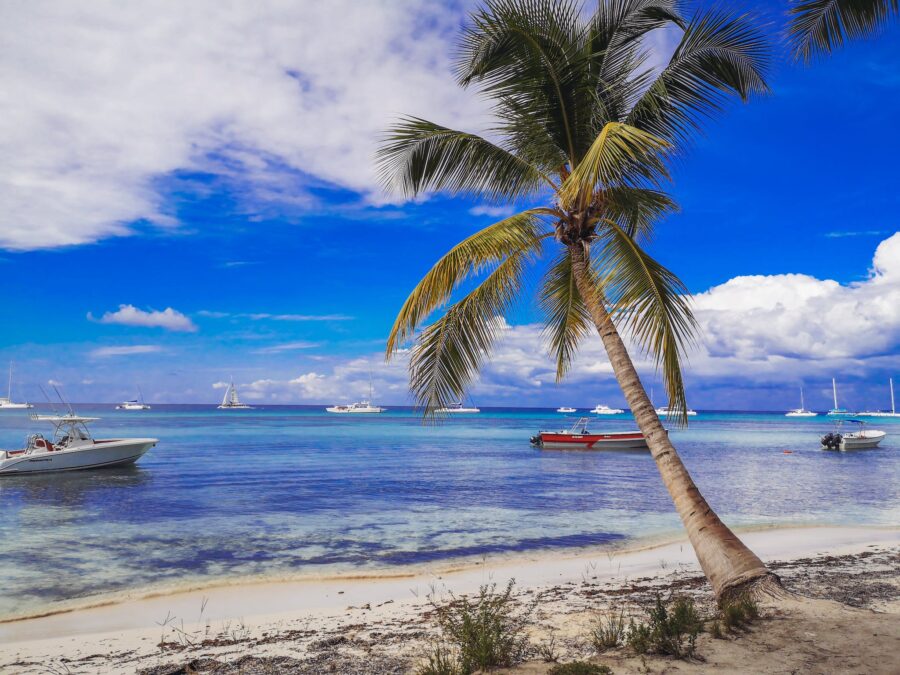 Palm Tree Near Body of Water