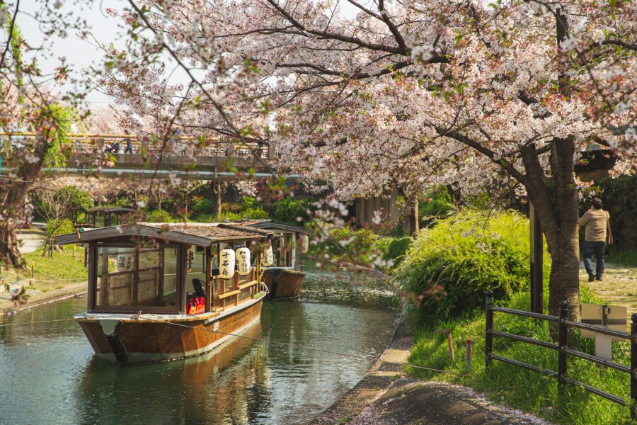 Picturesque scenery of calm river channel with floating oriental boats located in green park with Cherry blossom in sunny day