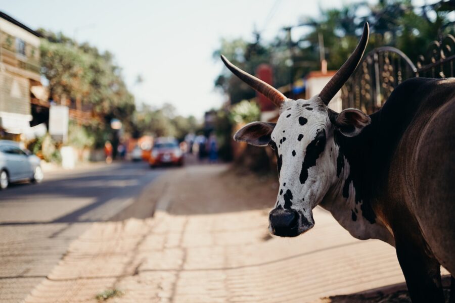 White and Black Cow on Road