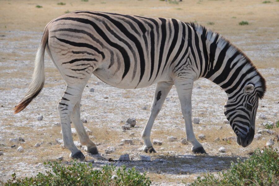Zebra