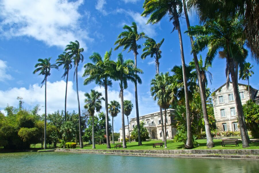 green palm trees near body of water during daytime