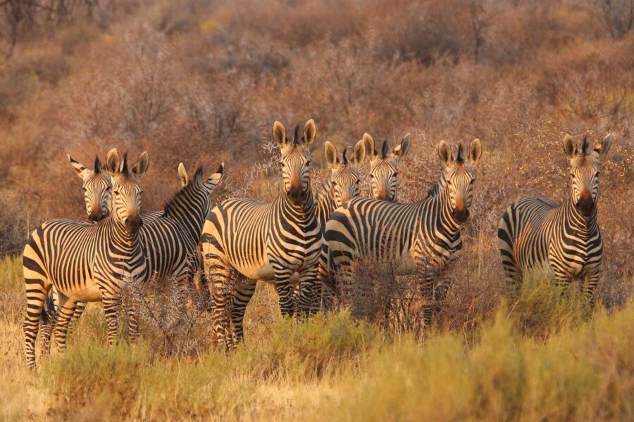zebras, nature, animals