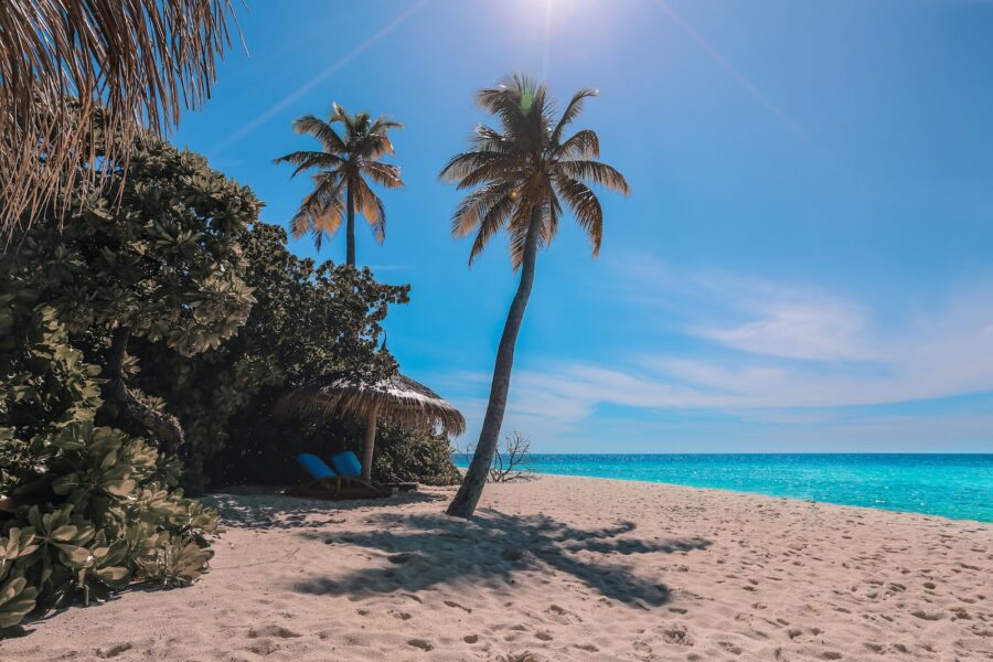 green palm tree on beach during daytime
