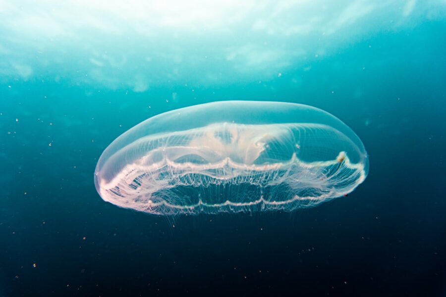 A jellyfish floating in the ocean with a blue sky