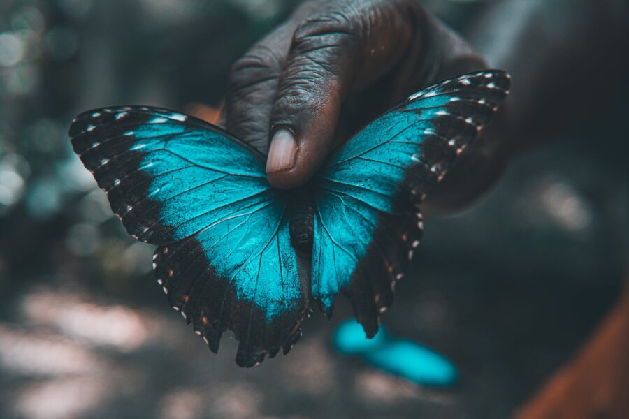 Free stock photo of background, beauty, belize