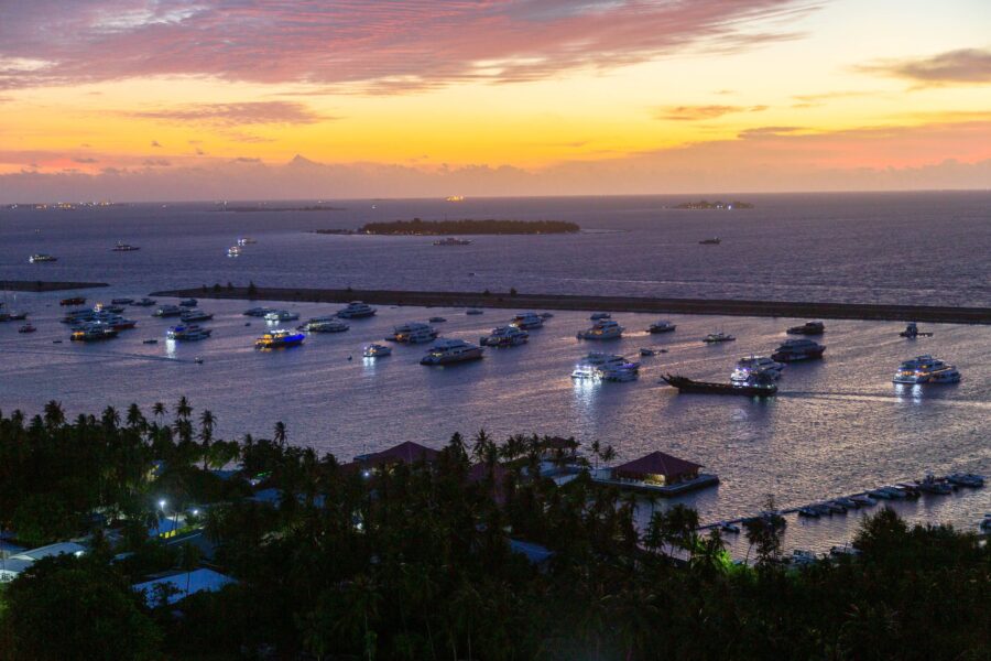 Green Plants on Beach during Sunset