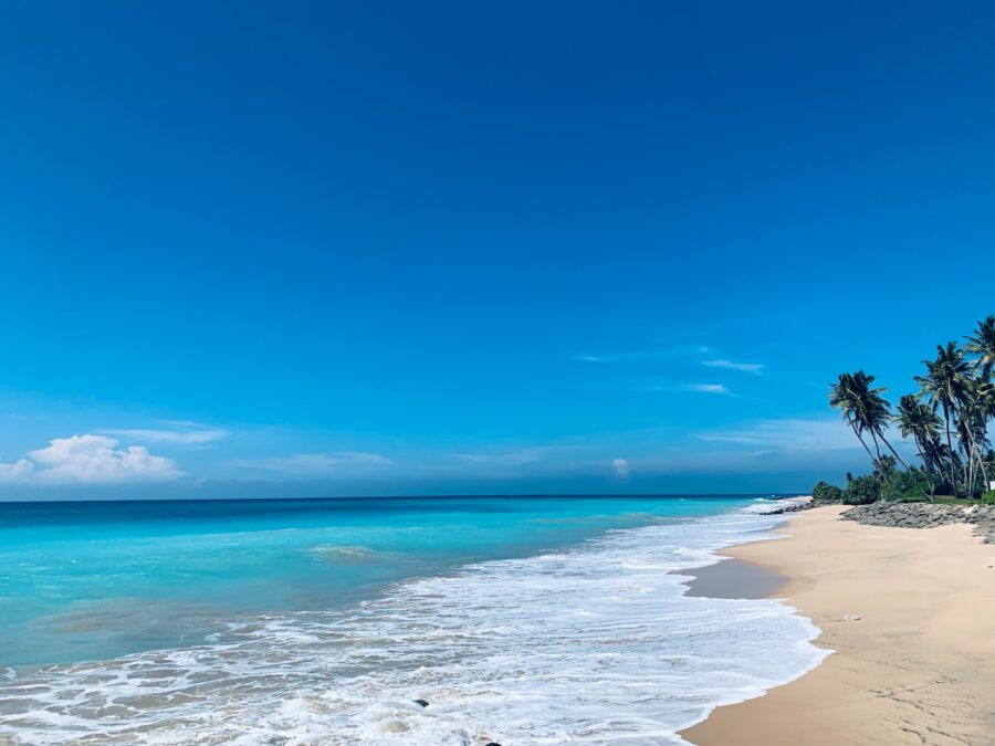 green palm tree on beach shore during daytime