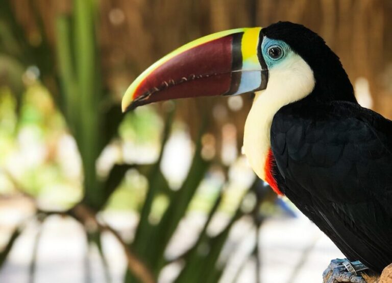 black yellow and red bird on brown tree branch